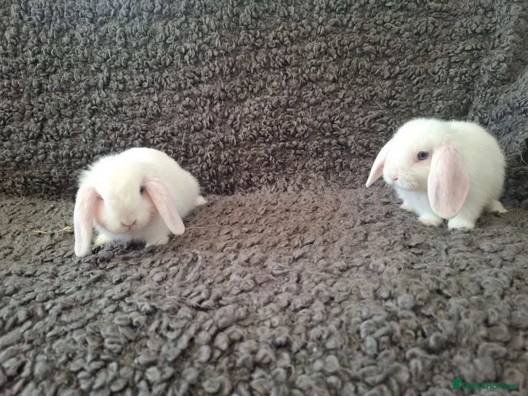 Mini Lop rabbits for sale: Adorable Mini Lop Baby Rabbits For Sale - Advert 10