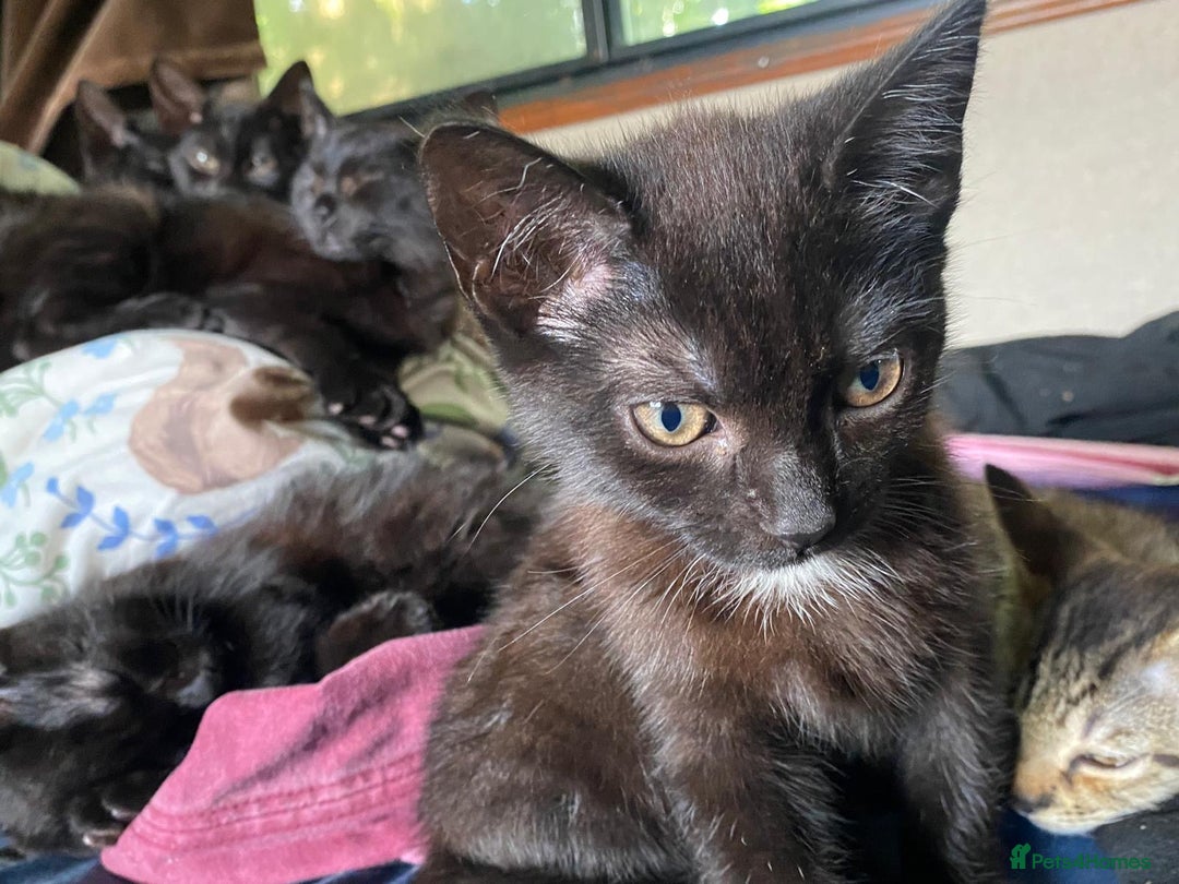 Mixed Breed cats for sale: 3 black kittens for sale  - Image 3