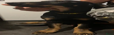 Mixed Breed 2 (Yellow Collar)