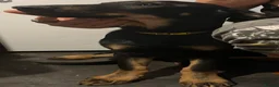 Mixed Breed dogs for sale: **3 GIRLS LEFT** Belgian Malinois x Dobermann pups - Advert 8