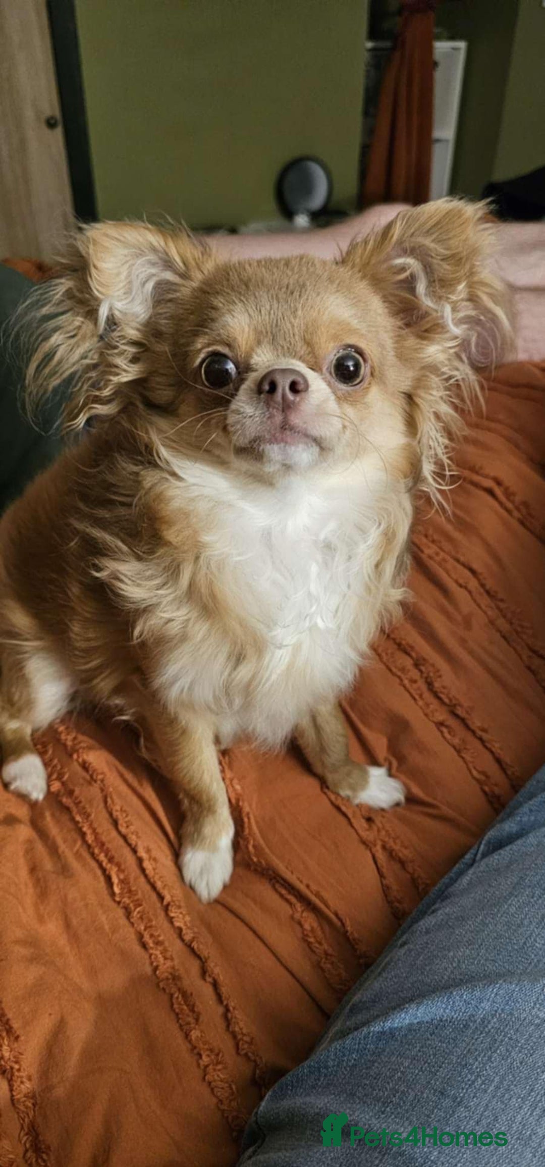 Chihuahua dogs for stud: Tiny russian/Thai kc lc chihuahua stud lilac fawn - Advert 8