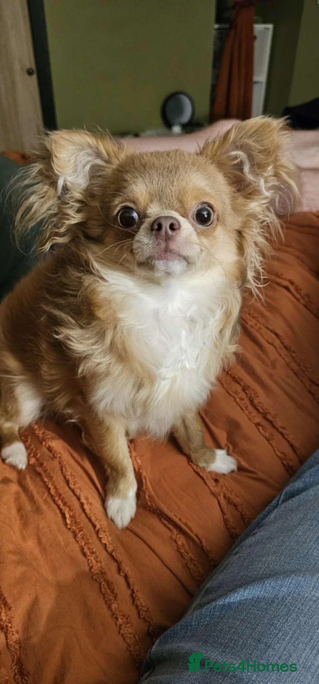 Chihuahua dogs for stud: Tiny kc lc chihuahua stud lilac fawn - Advert 13