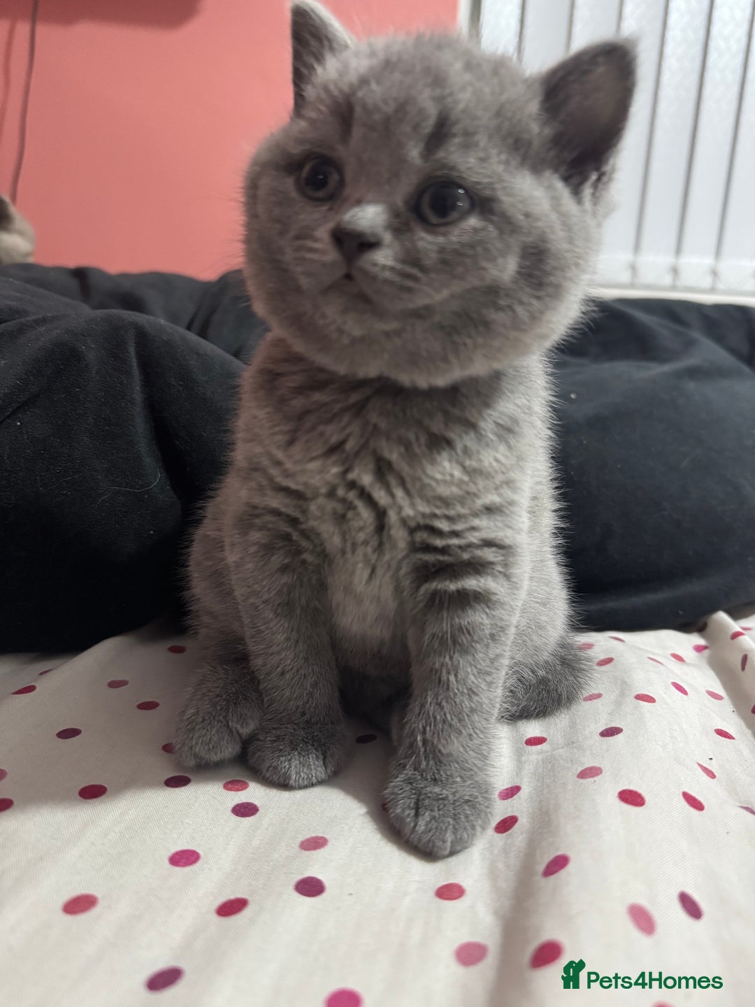British Shorthair cats for sale: Beautiful British shorthair girl ready now - Advert 8
