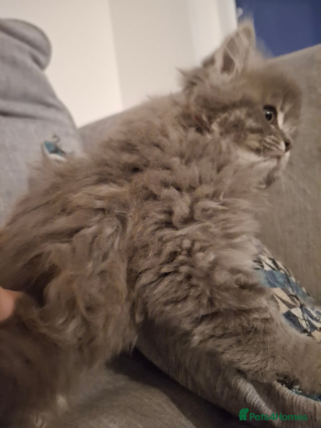 British Longhair cats for sale: 5 x beautiful BLH kittens for sale - Advert 21