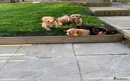 Cavapoo dogs for sale: Small type cavapoo puppies (toy poodle) - Image 9