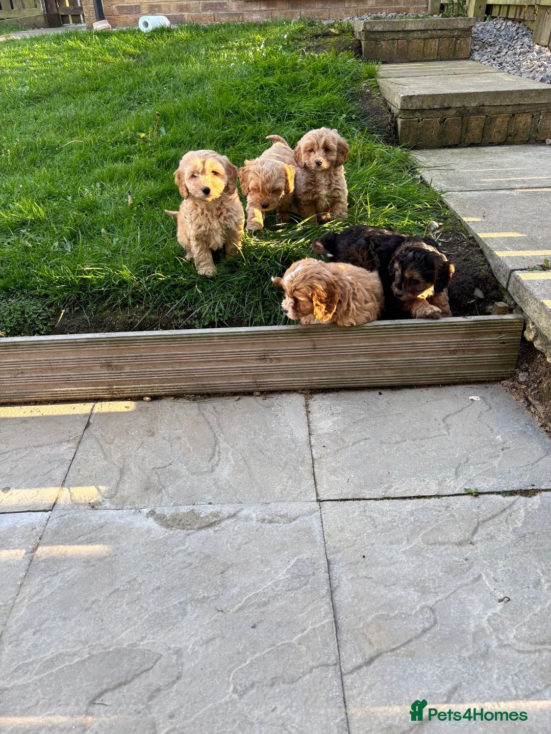 Cavapoo dogs for sale: Small type cavapoo puppies (toy poodle) - Image 9