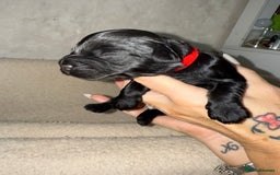 Mixed Breed dogs for sale: chunky litter of French bulldog cross cockapoo - Advert 21