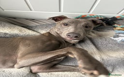 Mixed Breed dogs for sale: Handsome grey Lurcher 9 month old   - Image 10