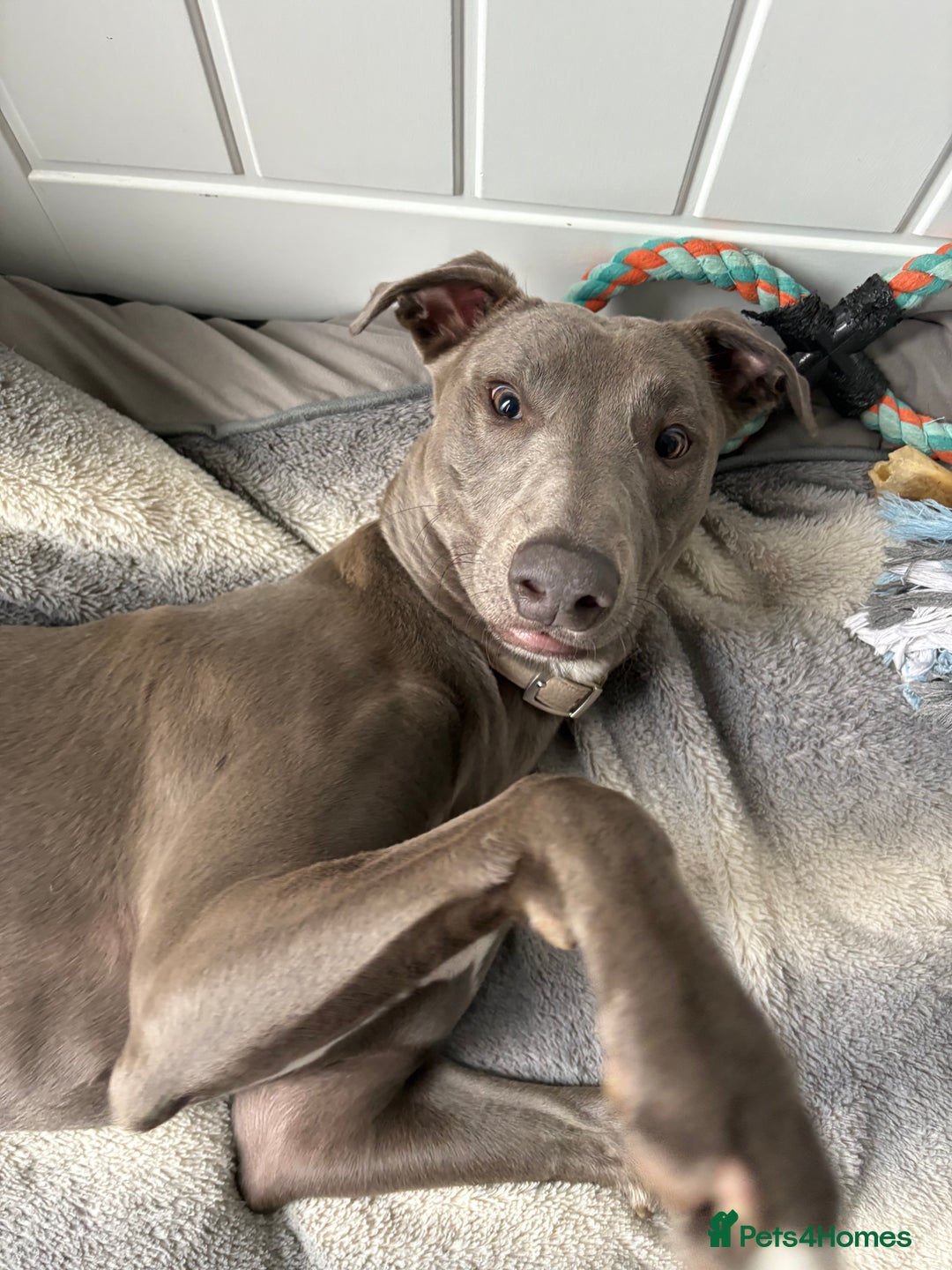 Mixed Breed dogs for sale: Handsome grey Lurcher 9 month old   - Image 10