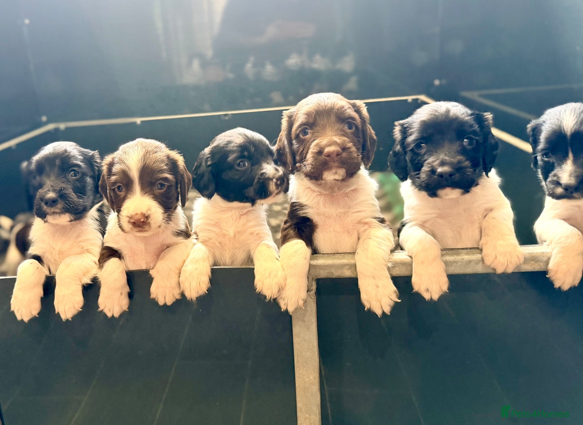 English Springer Spaniel dogs KC FTCH English Springer Spaniel Puppies - Advert 1