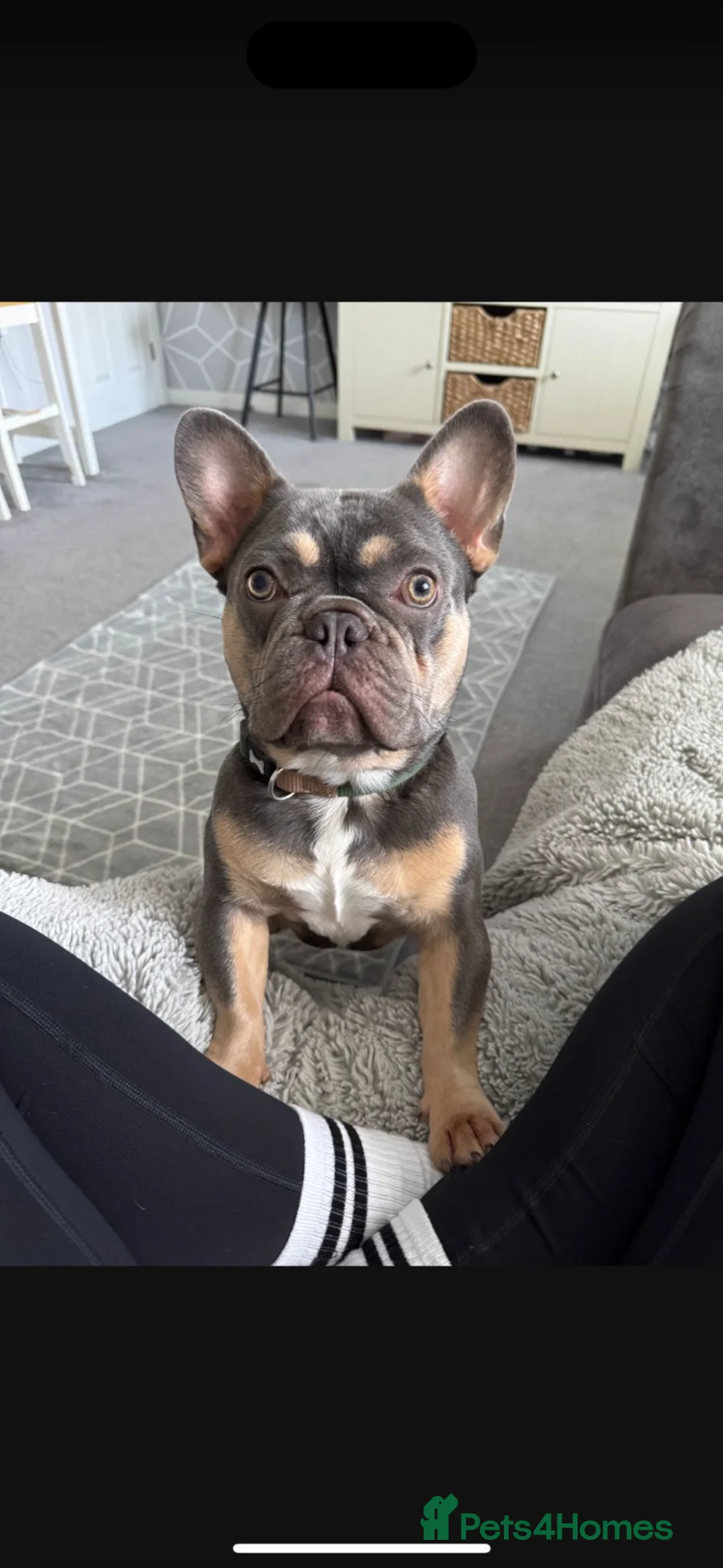 French Bulldog dogs for sale: Male  - Advert 1