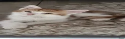 Mixed Breed cats for sale: Kittens for Sale – Ready for Their Forever Homes  - Advert 8
