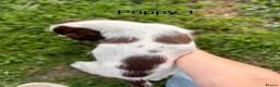 English Springer Spaniel dogs for sale: KC Reg Springer Spaniels  - Advert 3