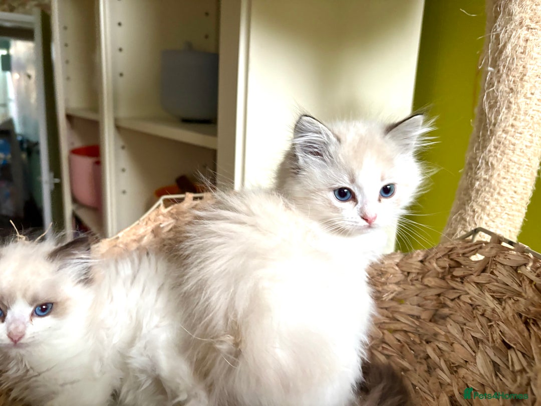 Ragdoll cats for sale: Ragdoll kittens purebred - Image 7