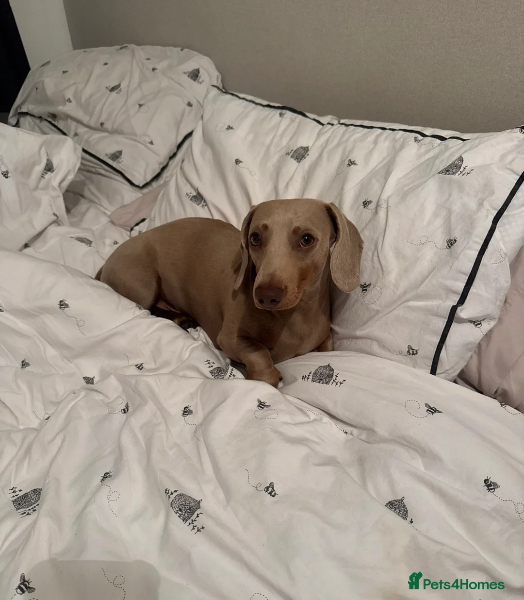 Miniature Dachshund dogs for stud: Miniature Dachshund for STUD    in Altrincham - Advert 2