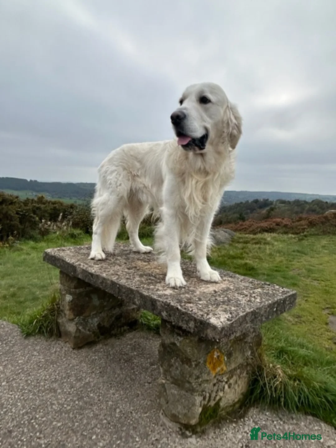 Golden Retriever dogs for stud: Extensively health tested golden retriever stud in Chesterfield - Advert 2