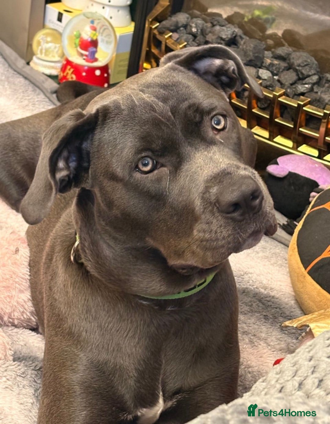 Cane Corso dogs for adoption: 9 month old female cane corso - Advert 6