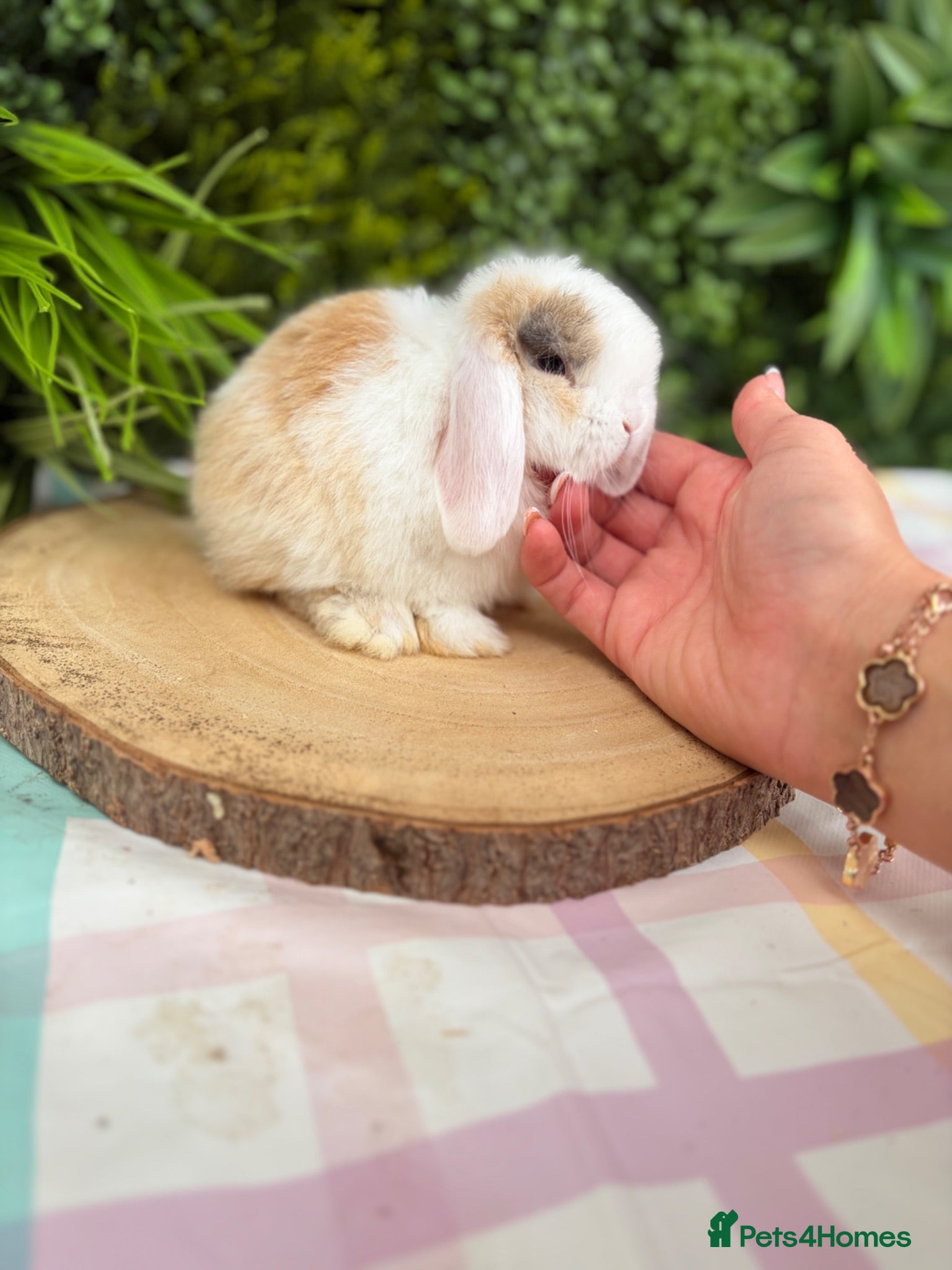 Mini Lop rabbits Friendly Mini Lops - Advert 2