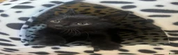 Mixed Breed cats for sale: Male kitten - Advert 10