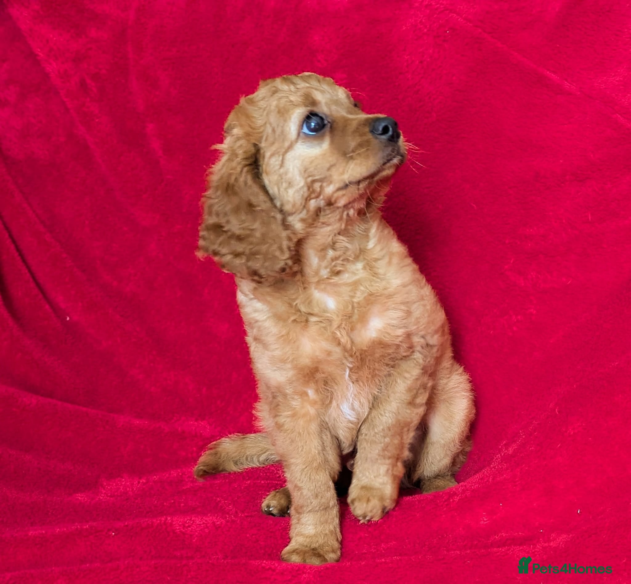 Cavapoo dogs ONLY ONE BOY PUPPY LEFT, price open to negotiation - Advert 2