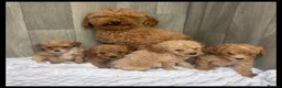 Maltipoo dogs for sale: Stunning Miniature Maltipoo puppies for sale  - Advert 2