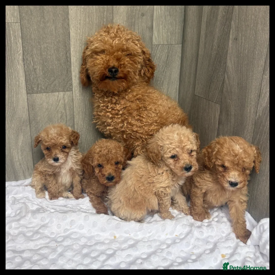 Maltipoo dogs for sale: Stunning Miniature Maltipoo puppies for sale  - Advert 2