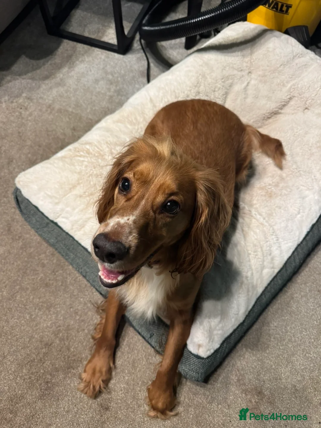 Cocker Spaniel dogs for sale: 2 year old Cocker spaniel for sale in Wakefield - Advert 1