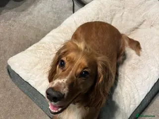 Cocker Spaniel dogs 2 year old Cocker spaniel for sale in Wakefield - Advert 1