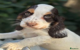 Cocker Spaniel dogs for sale: Stunning show cocker spaniels  - Image 7