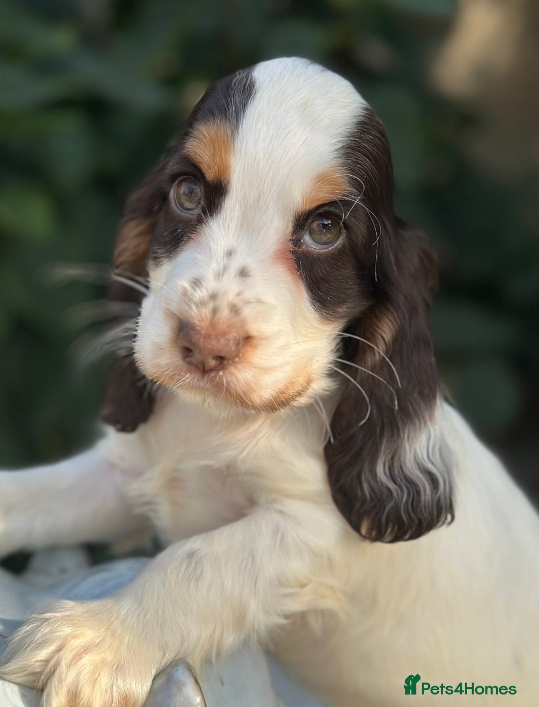 Cocker Spaniel dogs for sale: Stunning show cocker spaniels  - Image 7