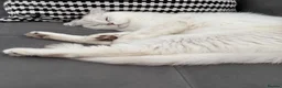 Scottish Fold cats for sale: White Scottish female looking for loving home - Advert 7