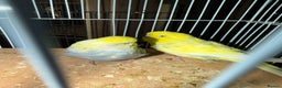 Budgerigars birds for sale: 2 male budgies - Advert 4