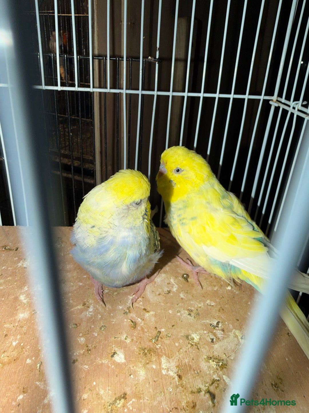 Budgerigars birds for sale: 2 male budgies - Advert 4