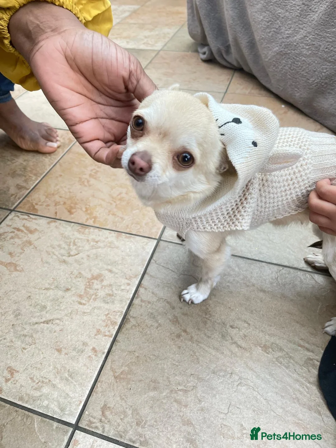 Chihuahua dogs for sale: Gorgeous Chihuahua girls - Advert 2