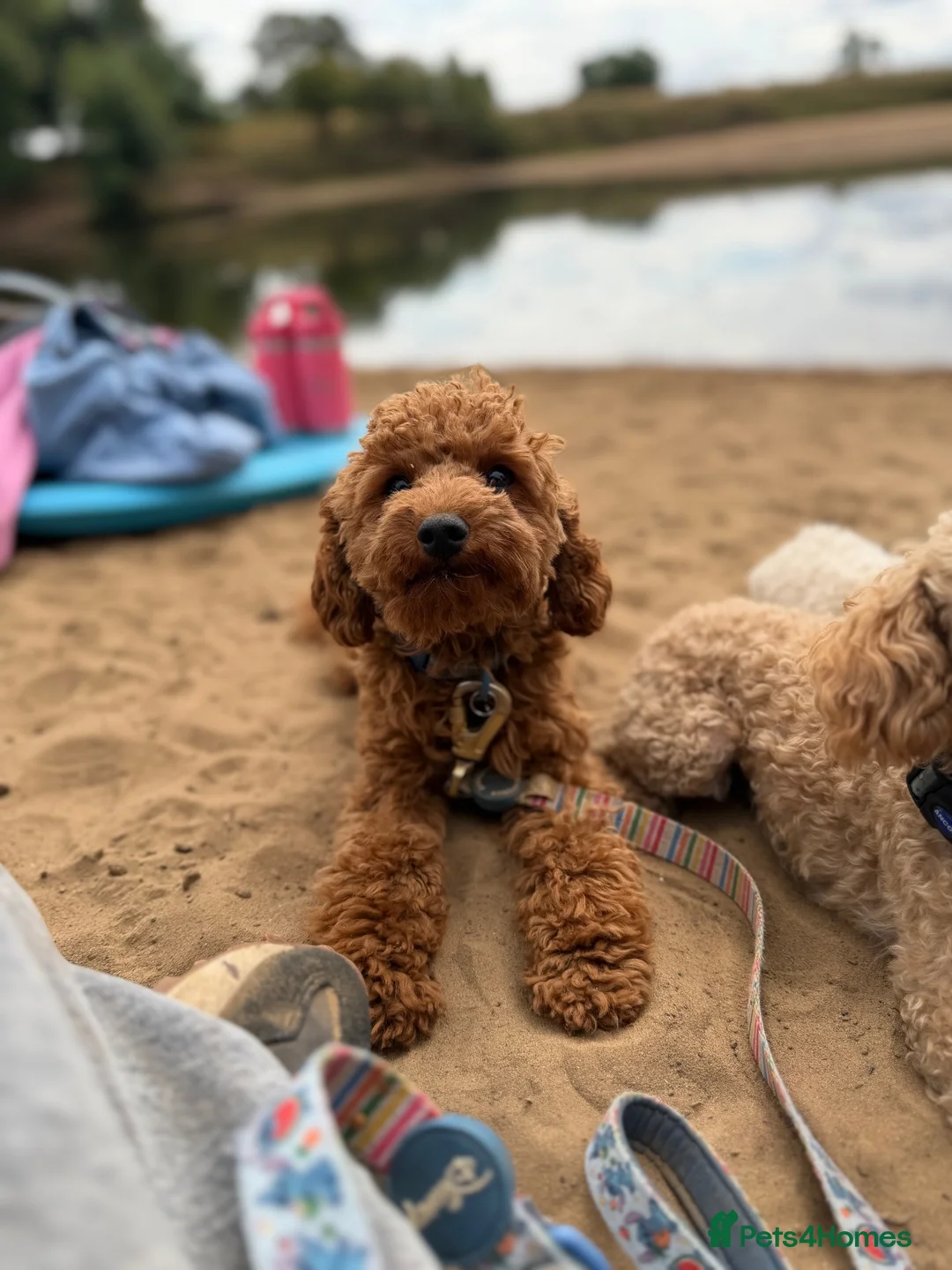 Toy Poodle dogs for stud: 🐩 TEDDY BEAR PRINCE- TINY DEEP RED KC TOY POODLE  - Advert 1