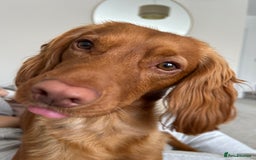 Cocker Spaniel dogs for stud: Beautiful golden cocker spaniel for stud - Image 5
