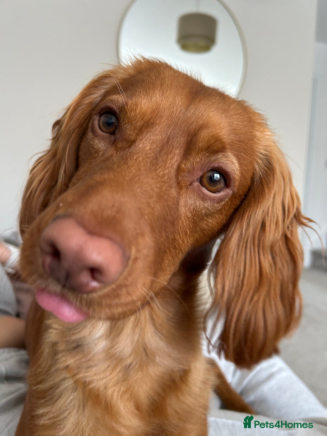 Cocker Spaniel dogs for stud: Beautiful golden cocker spaniel for stud - Image 5