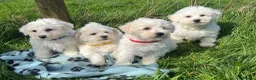 Bichon Frise dogs for sale: bichon Frise puppies  - Advert 1