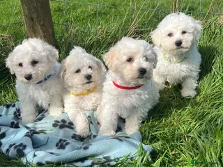 Bichon Frise dogs bichon Frise puppies - Advert 4