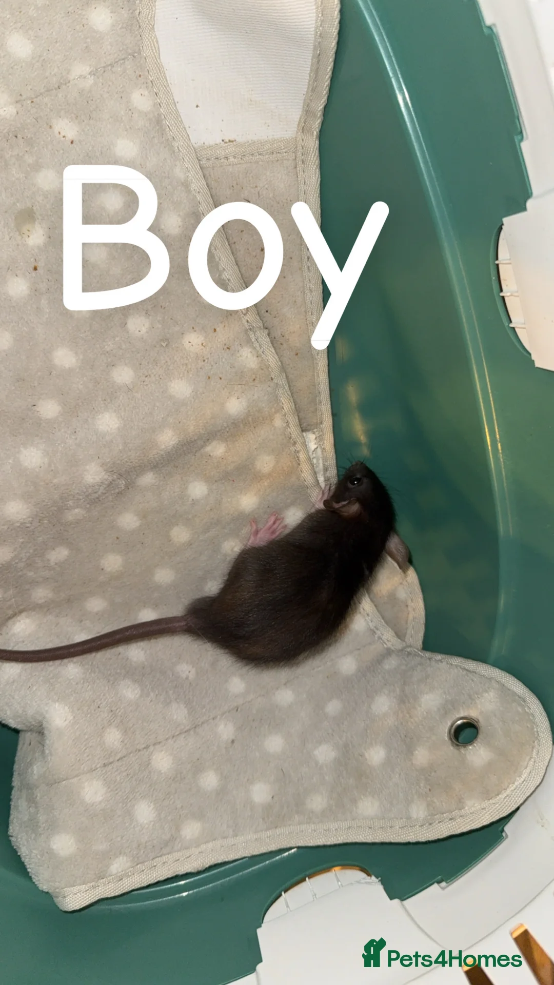 Rat rodents for sale: Baby rats mixed  - Advert 6