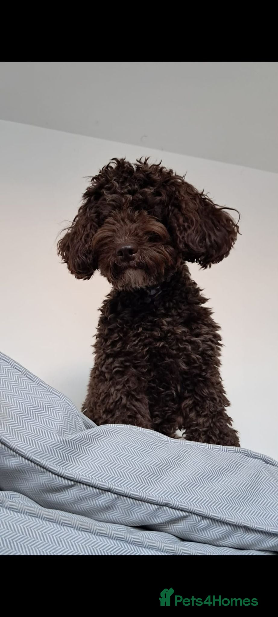 Cockapoo dogs Cockapoo stud chocolate proven  - Advert 10