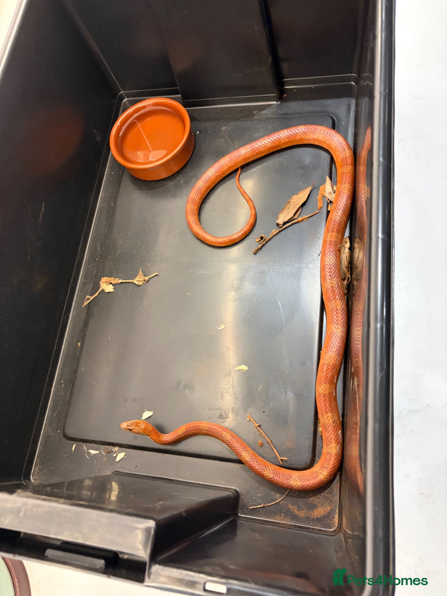 Corn Snake reptiles Male Corn Snake Years Old  - Advert 2