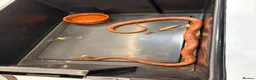 Corn Snake reptiles for sale: Male Corn Snake Years Old  in Ashtead - Advert 1