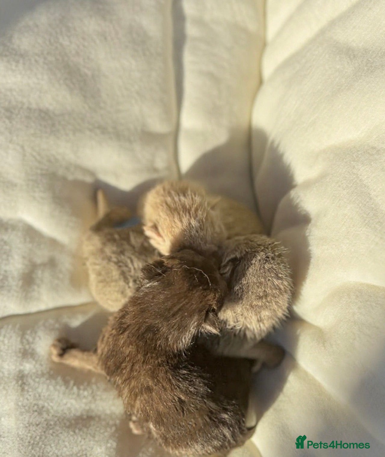 British Shorthair cats British Blue Short Hair Kittens  - Advert 12