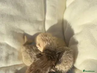 British Shorthair cats British Blue Short Hair Kittens - Advert 12