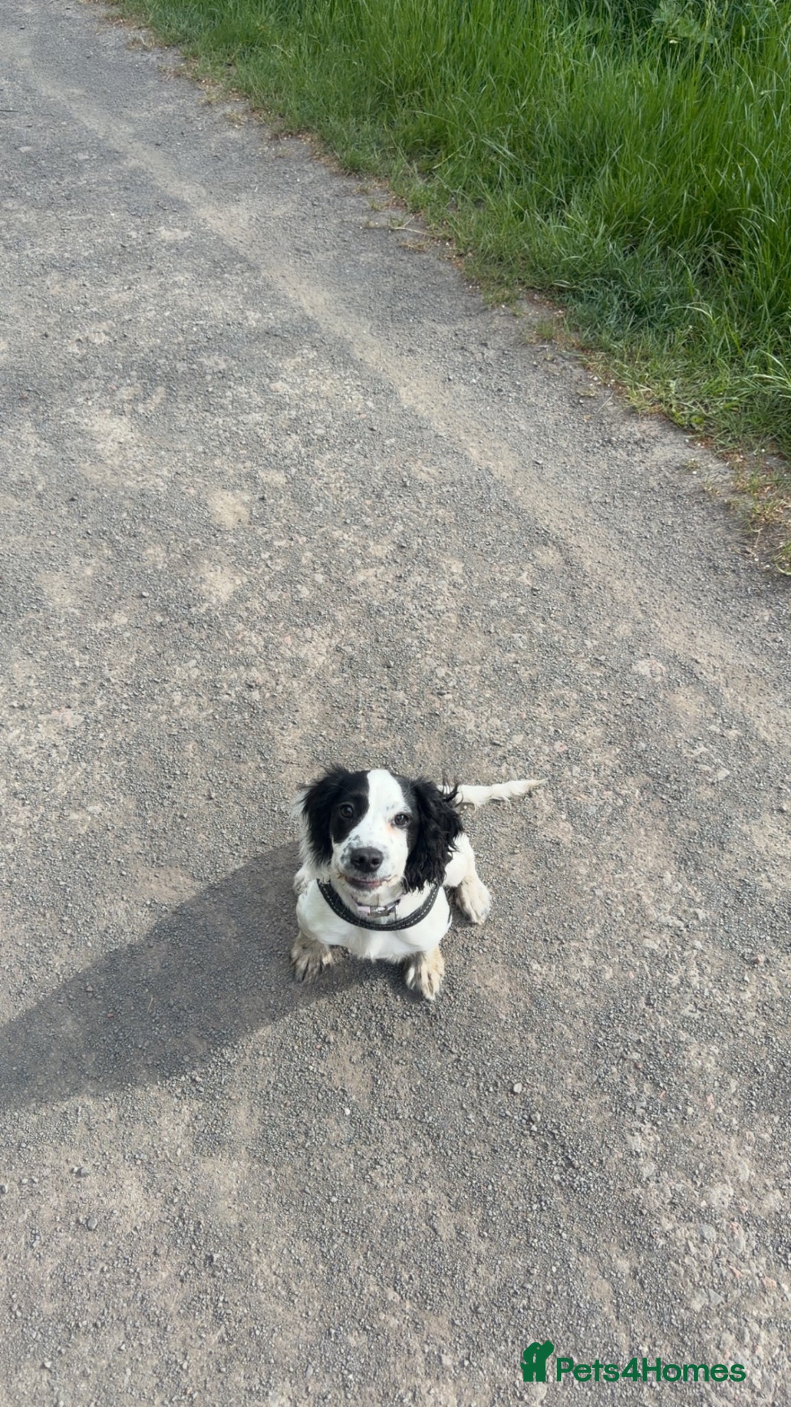 Sprocker dogs 4 month old sprocker for sale  - Advert 1