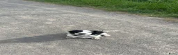 Sprocker dogs for sale: 4 month old sprocker for sale  - Advert 1
