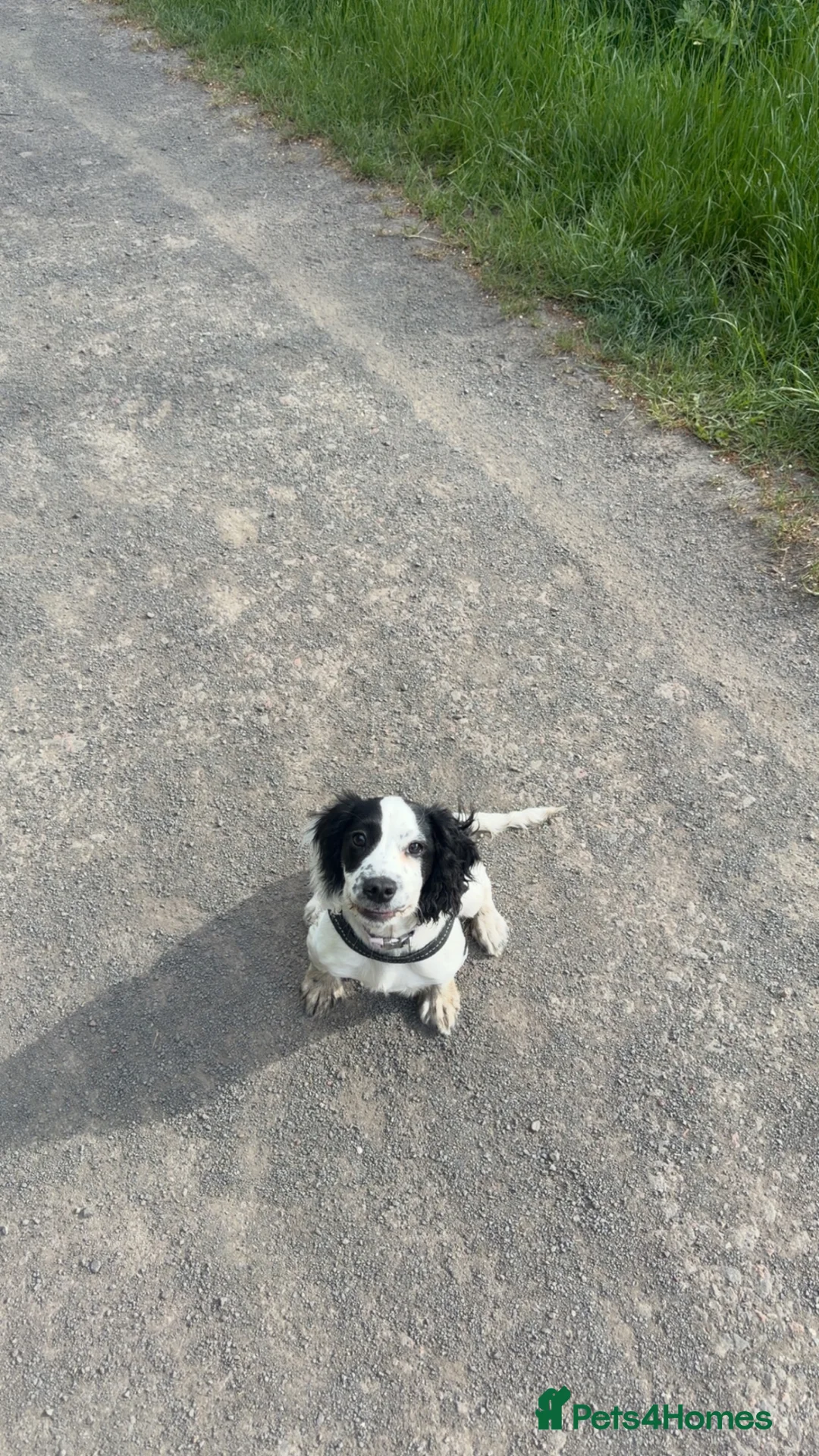 Sprocker dogs for sale: 4 month old sprocker for sale  - Advert 1