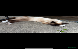 Mixed Breed cats for sale: Only 3 males left mum is Siamese  - Image 3