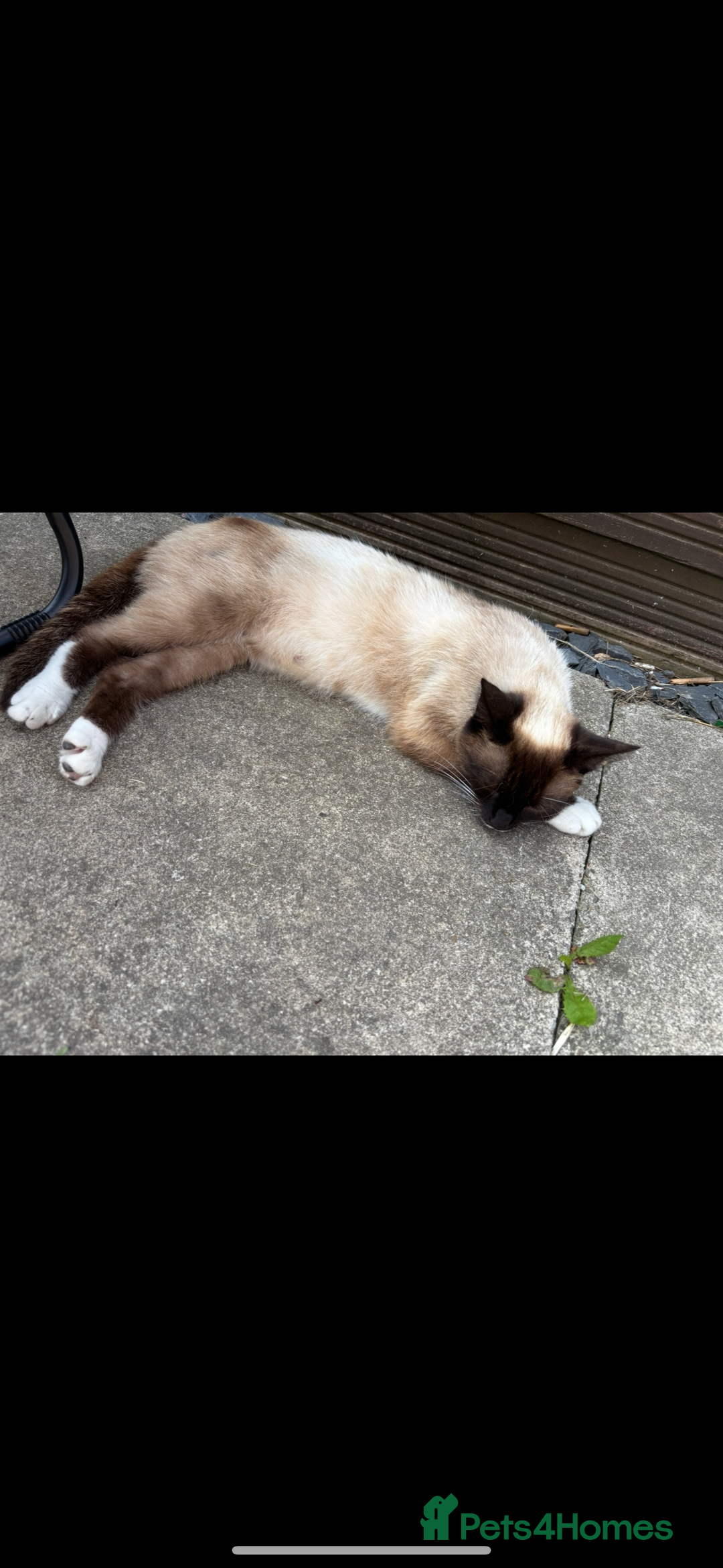 Mixed Breed cats for sale: Only 3 males left mum is Siamese  - Image 3